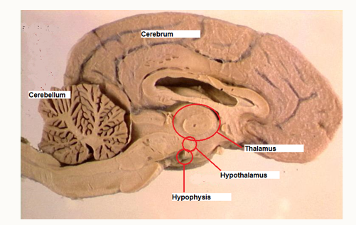 <p>Beneath the hypothalmas is a bony fossa </p>
