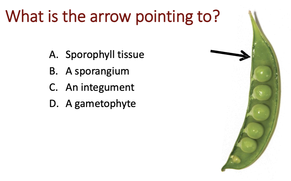 <p>A, B, C or D?</p>