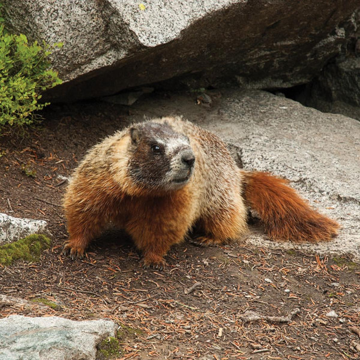 <p>Largest ground squirrel of rocky mountain slopes, meadows, and open montane habitat.</p><p>Social and colonial, living in burrow systems with multiple individuals. Diurnal herbivore that feeds on grasses and forbs.</p><p>Spends much of the year hibernating in underground dens. </p>