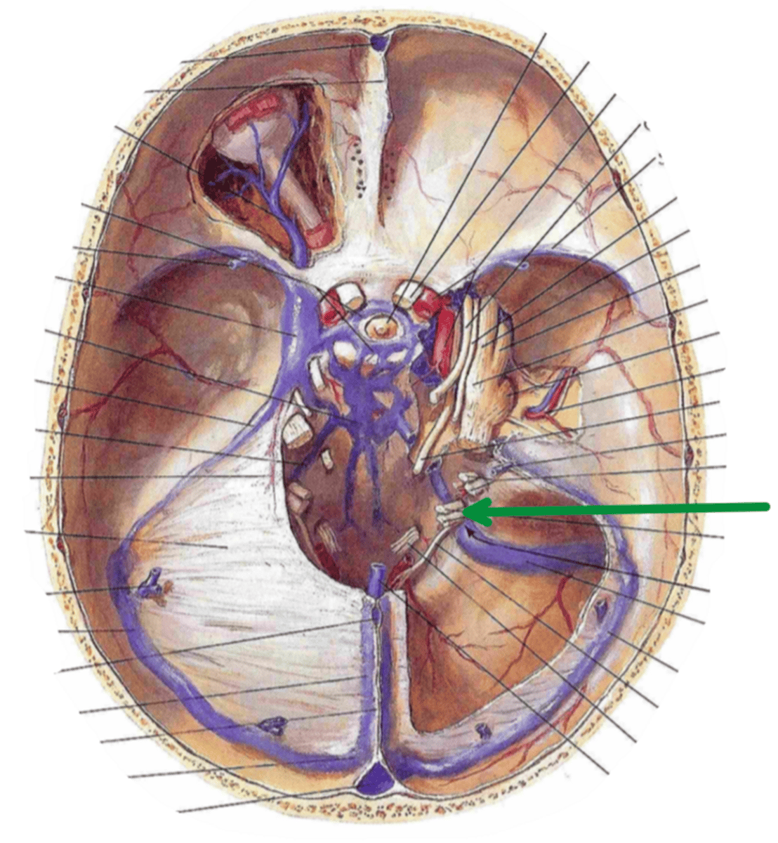 <p>Identify the structure indicated by the arrow</p>