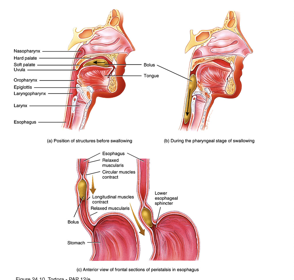 <p>peristalsis (wave like muscular contraction and relaxation)</p>