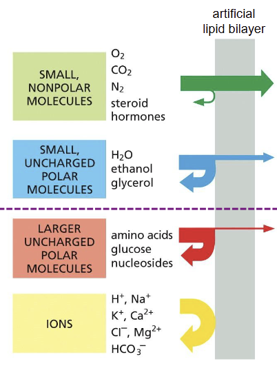 <p>hydrophobic, nonpolar</p>