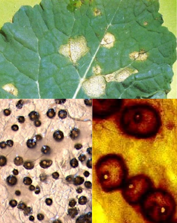 term image