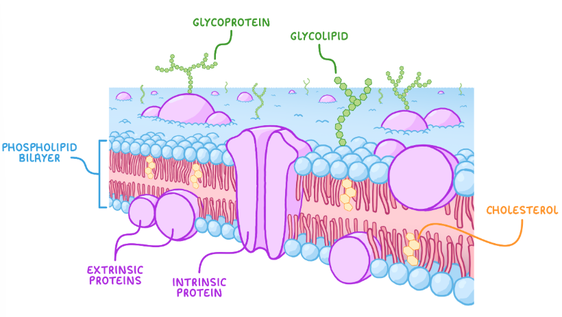 <p>Made of a phospholipid bilayer, containing cholesterol, glycoproteins, glycolipids, channel proteins and carrier proteins. </p><p>Controls movement of substances into/out of the cell (is partially permeable) and is involved in cell signalling.</p>