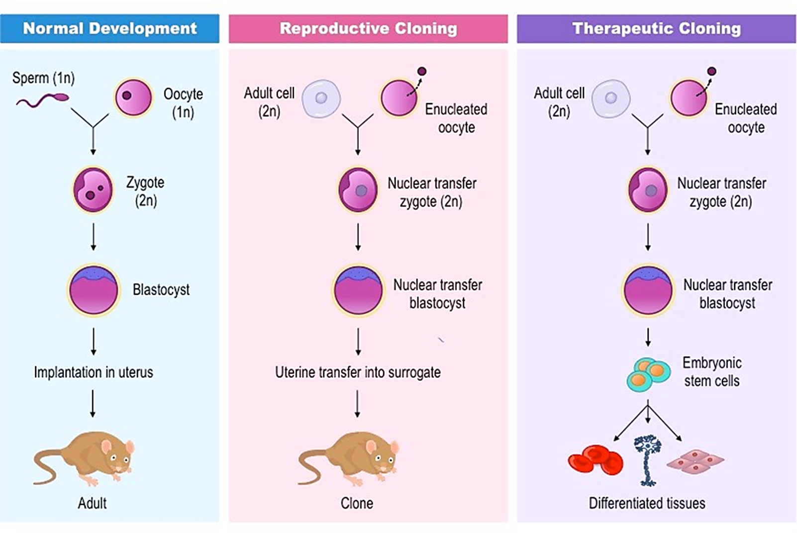 <ul><li><p>Therapeutic cloning creates an embryo to produce stem cells genetically identical to the patient</p></li><li><p>These cells are reprogrammed to form specific tissue types needed for treatment</p></li><li><p>It is legal in some countries, including the UK and Australia</p></li></ul><p></p>