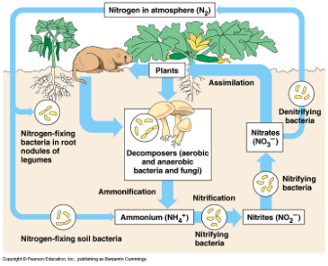<p><strong>nitrogen fixation</strong>: N2 to ammonium via nitrogen fixing soil bacteria</p><p><strong>nitrification: </strong>bacteria convert ammonium into nitrites then nitrates</p><p><strong>assimilation:</strong> plants absorb nitrates from their roots and use it for proteins + nucleic acids, animals obtain nitrogen by eating them</p><p><strong>ammonification:</strong> when plants/animals die or produce waste, decomposers decompose organic nitrogen back into ammonium</p><p><strong>denitrification</strong>: denitrifying bacteria convert nitrates back into nitrogen gas, returning it to the atmosphere</p>