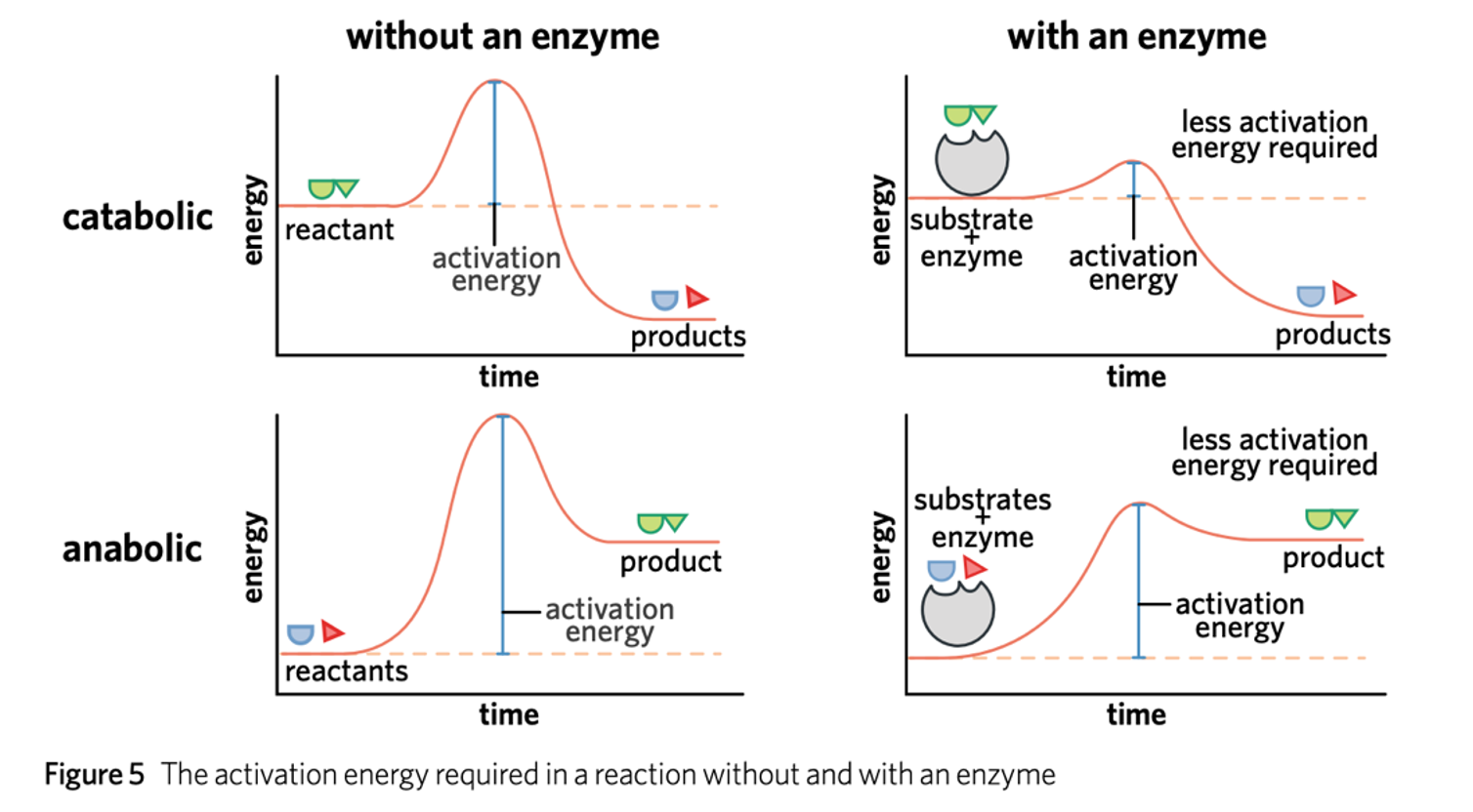 <p><span>smaller molecules are joined to form larger ones, an input of energy is required (called <strong>endergonic</strong> reactions).</span></p><img src="https://assets.knowt.com/user-attachments/a939f282-d9f6-4e8e-9234-1e6c4763eefc.png" data-width="100%" data-align="center"><p></p>