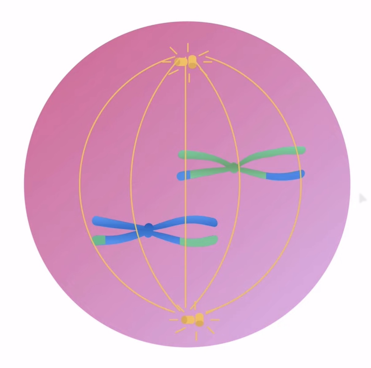 <p>What happens after crossing over during prophase 1? (meiosis)</p>