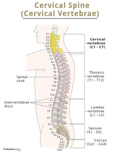 <p>C1-C7; </p><p>a) Small body</p><p>b) Bifurcated small spinous process (except for C7)</p><p>c) *Key feature = Transverse foramen (holes) in transverse process</p>