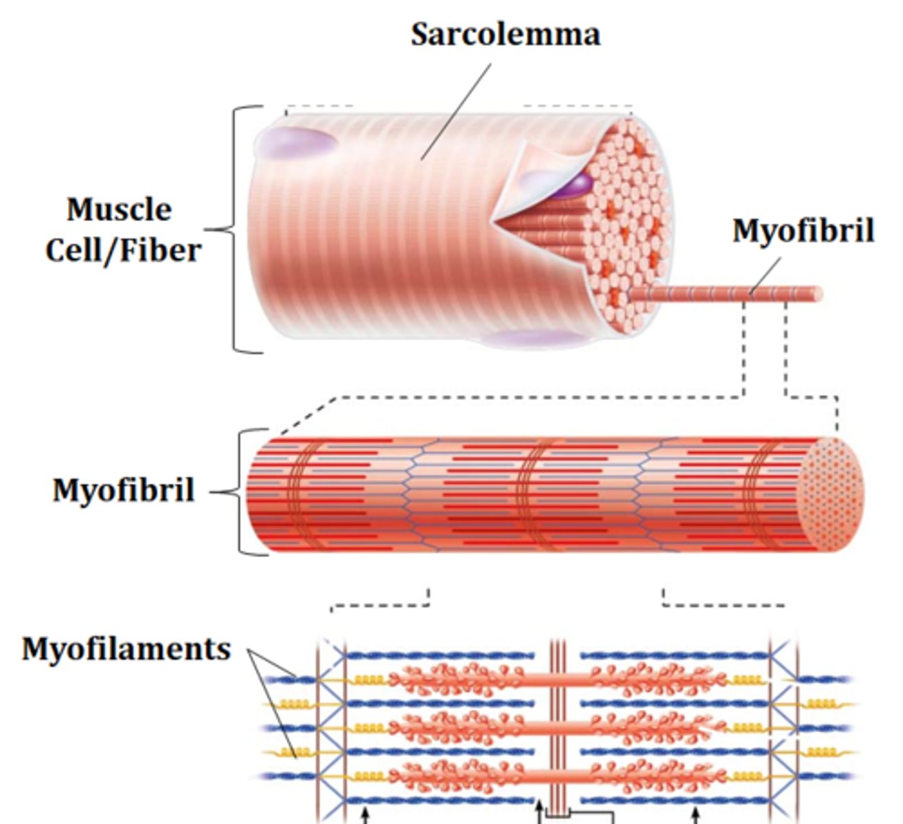 <p>protein bundles that contain myosin and actin myofilaments</p>