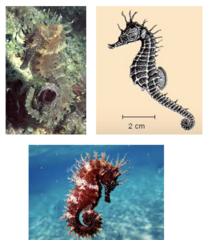 <p>Long-snouted seahorse</p>