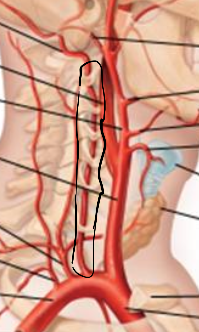 <p>What is circled in black?</p>