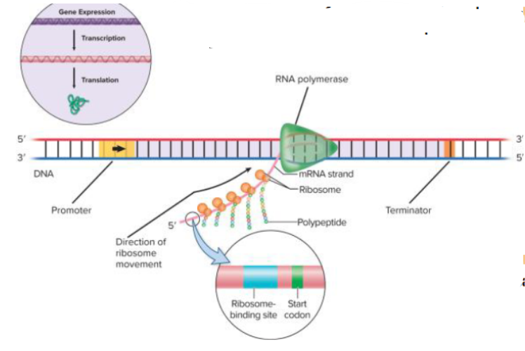 <p>only in bacteria both processes can occur at the same time</p><ul><li><p>IMP- why only bacteria: 2 reasons</p><ul><li><p>bacteria is a prokaryote, so doesnt have a nucleus</p></li><li><p>doesn’t occur in eukaryotes bcuz in eukaryotic transcription it occurs in the nucleus and translation occurs in the cytoplasm in different regions</p></li><li><p>Eukaryotic mRNA/DNA has introns and exons (non coding vs coding)</p><ul><li><p>when mRNA is made it has both introns and exons</p></li><li><p>all introns have to be removed and exons spliced together → mature mRNA leaves the nucleus and enters the cytoplasm where it will be translated by a ribosome</p></li></ul></li><li><p>Insulin/cDNA example:</p></li><li><p>protein made from RNA produces correct insulin protein</p></li><li><p>scientists can convert mature human mRNA through splicing and removal of introns and turn it into cDNA (complementary DNA)</p></li><li><p>introduces the cDNA into the bacteria so the bacteria can produce the desired human protein</p></li><li><p>and this is what we pump in bacteria to produce the correct protein bcuz the cDNA from mRNA doesnt have any introns</p></li></ul></li></ul><p>translation of the mRNA begins while the mRNA is still being synthesized</p><ul><li><p>polyribosomes: multiple ribosomes translating the same mRNA</p></li></ul><p>promoter is a DNA sequence where RNA polymerase binds to start transcription</p><ul><li><p>going to use blue in this example because thats where the promoter is for 3’ → 5’</p></li></ul><p>as soon as the mRNA is done being transcribed in ribosome binding site, the ribosomes hop on and start translating</p><p>bacteria can adjust quickly because they can do both quickly at the same time in a minute or two</p><ul><li><p>they alr have the proteins they need to be functional and can adjust to any environment</p></li><li><p>beginning of mRNA is where the ribosome binding site is and where the start codon for translation to begin is</p></li><li><p>as we go down mRNA it goes longer and longer</p></li></ul><p></p>