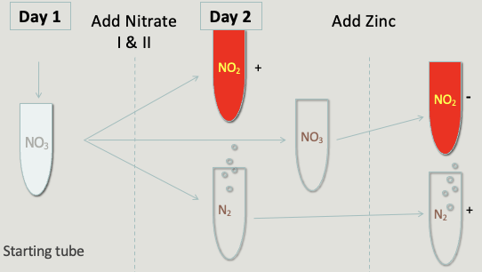 <p>nitrate reductase (nitrate NO3 to nitrite NO2 or N2 gas)</p><p>1st round: nitrate I and II added, if it turns brick red its positive</p><p>2nd round: Zn added, if it turns brick red its negative</p>