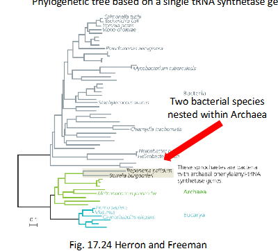 <p>Why is there two bacteria species nested within archaea? </p>