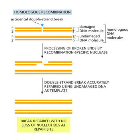 <p><span>A precise repair pathway using a homologous DNA sequence as a template</span></p>