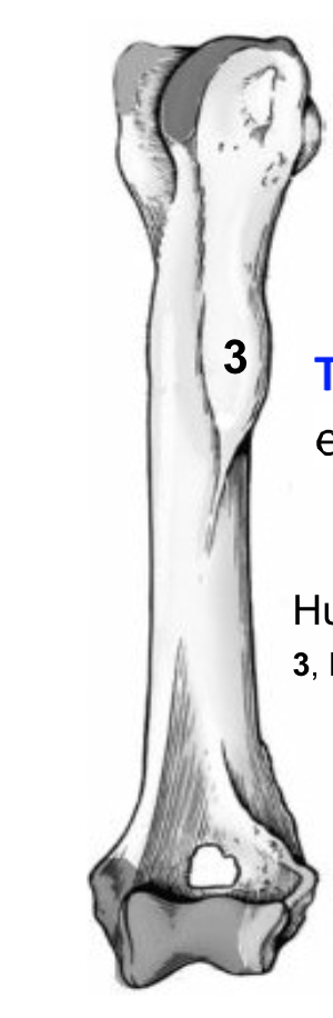 <p>A rough elevated surface</p><p>its where the 3 is</p>