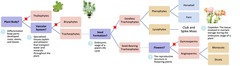 <p>Simplest form of a plant with no specialized vascular system.</p>