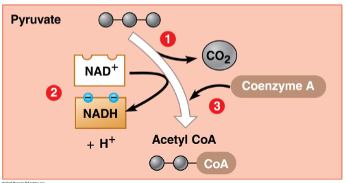 <p>Pyruvate is oxidized to a 2-carbon compound</p><ol><li><p>Carboxyl group is removed from pyruvate and released as C02</p></li><li><p>The 2 carbon molecule is oxidized to reduce NAD+ to NADH</p></li><li><p>Coenzyme A (CoA) is added to the two carbon molecule (CoA is derived from vitamin B)</p></li><li><p>Final products: Acetyle CoA and 2 NADH</p></li></ol><p></p>