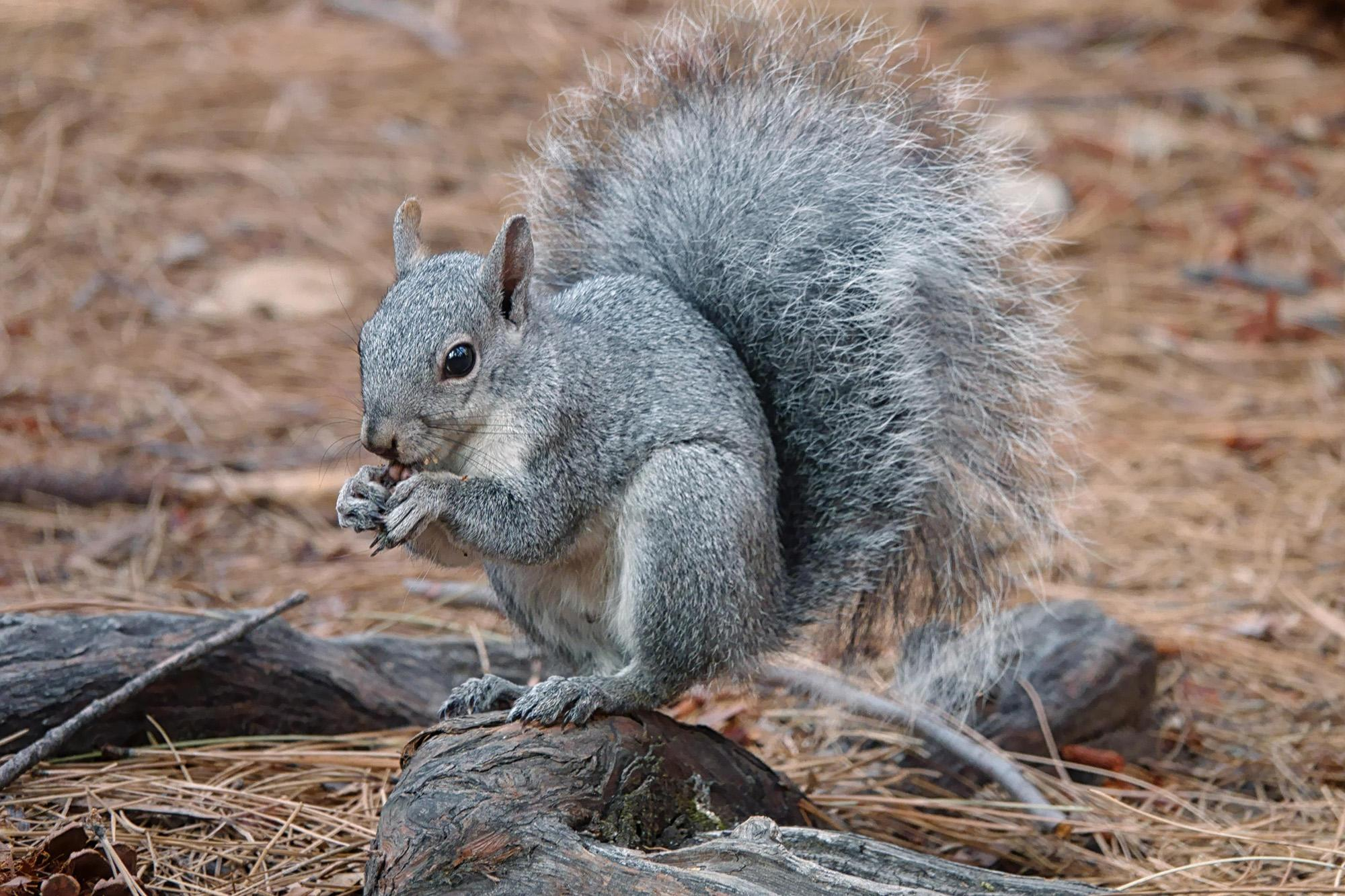 <p>Common Name: Western gray squirrel</p><p>*Must know skull</p><p>**Skin in lab</p>