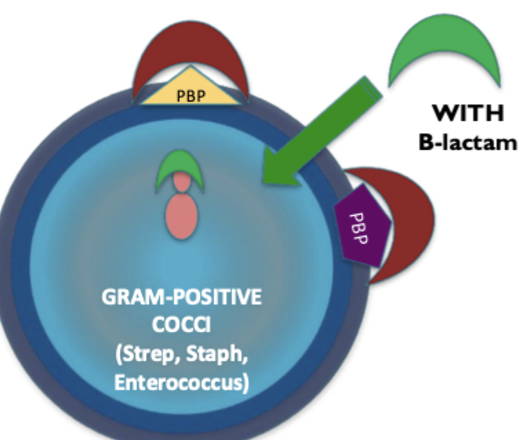 the red semi-circle is Beta-lactam drug
the green semi-circle is gentamicin (AG)