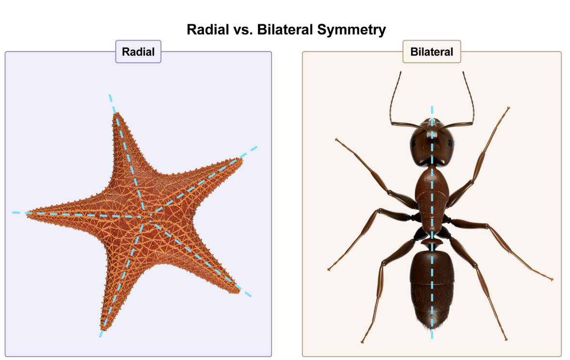 <p>C; Radial symmetry is only found in cnidarians and echinoderms.</p><p></p><p><em>A. Annelida- earthworm, leech</em></p><p><em>B. Chordata- weird embryo looking thing</em></p><p><em>D. Platyhelminthes- flatworm, tapeworm</em></p><p><em>E.&nbsp;</em><span style="line-height: 1.6em; font-size: inherit;"><em>Rotifera- rotifers</em></span></p><p><span style="line-height: 1.6em; font-size: inherit;">Annelida</span>, <span style="line-height: 1.6em; font-size: inherit;">Chordata</span>, <span style="line-height: 1.6em; font-size: inherit;">Platyhelminthes</span>, and <span style="line-height: 1.6em; font-size: inherit;">Rotifera</span> are animal phyla that exhibit bilateral symmetry.&nbsp;</p><p><strong>DAT Pro-Tip:</strong> <span style="line-height: 1.6em; font-size: inherit;">Porifera</span><strong>&nbsp;</strong>(also known as the<strong>&nbsp;</strong>sponges) is the most primitive phylum of the animal kingdom and does <em>not&nbsp;</em>exhibit symmetry.</p>