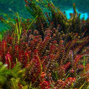 <p>Commonly known as creeping primrose-willow or red ludwigia. </p><p class="has-focus">A submersed or emergent aquatic vascular plant.</p><p class="has-focus">There are 30 species of Ludwigia occurring in Florida.</p>