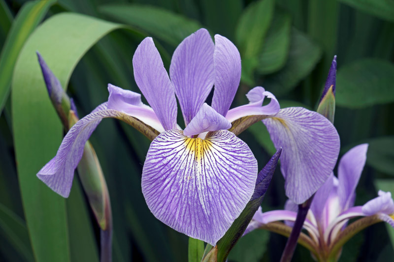 <p>Family: Iridaceae</p><p>Common Name: Virginia Blueflag</p>