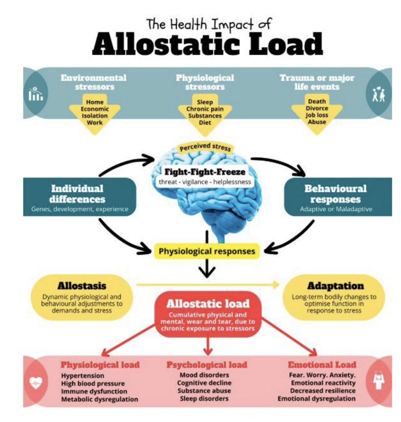 <p>The cumulative, physical "wear and tear" on the body that results from chronic, repeated exposure to stress</p><ul><li><p>Acute stress triggers the fight-or-flight response; the body builds up cortisol and adrenaline</p></li><li><p>Long-Term Damage: When stressors never let up or recovery time is missing, these same survival hormones keep blood pressure, heart rate, and inflammation elevated, eroding health over time.</p></li><li><p>Health Impacts: High allostatic load correlates with a higher risk of cardiovascular disease, type 2 diabetes, immune dysfunction, and major depressive disorder.</p></li><li><p>Early warning signs, morbidity</p></li></ul><p></p>