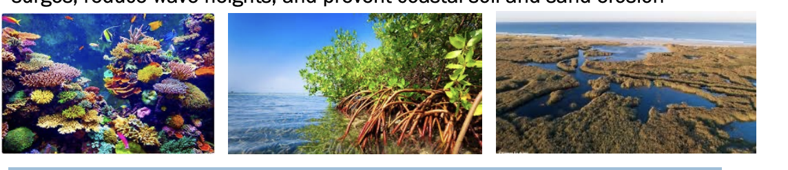 <ul><li><p>ecosystem service?</p><ul><li><p>Coral reefs, mangroves, and coastal wetland habitats can reduce power of storm surges, </p></li><li><p>reduce wave heights</p></li><li><p>prevent coastal soil and sand erosion</p></li></ul></li></ul><p></p>