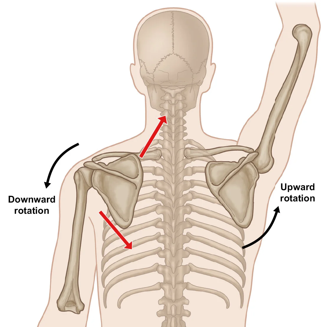 <p>occurs when you're bringing down shoulder - or when you're bringing your shoulder from a flexed or abducted position - acromion travels downward</p>