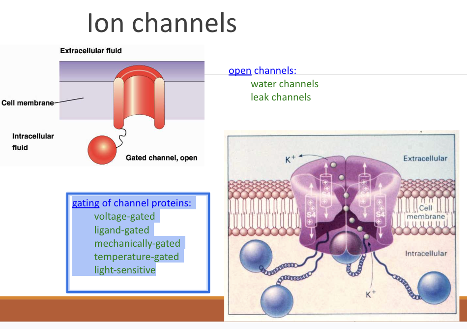 <p><span style="background-color: transparent;">voltage-gated</span></p><p><span style="background-color: transparent;">ligand-gated</span></p><p><span style="background-color: transparent;">mechanically-gated</span></p><p><span style="background-color: transparent;">temperature-gated</span></p><p><span style="background-color: transparent;">light-sensitive</span></p>