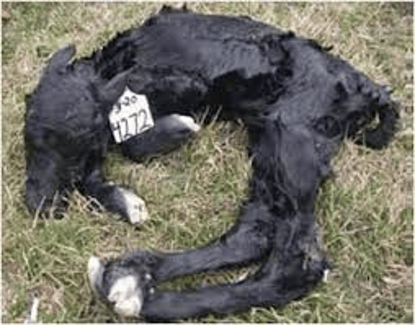 <p>Breed affected: Angus</p><p>Appearance: Deformed limbs (very rigid, fixed joints-->lead to dystocia) & spine (twisted), appear thin from limited muscle development</p><p>-recessive lethal</p><p>Test: DNA test </p><p>results: AMF (free) or AMC (carrier)</p>