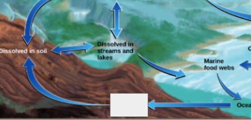 <p>phosphorous cycle: name the step </p>