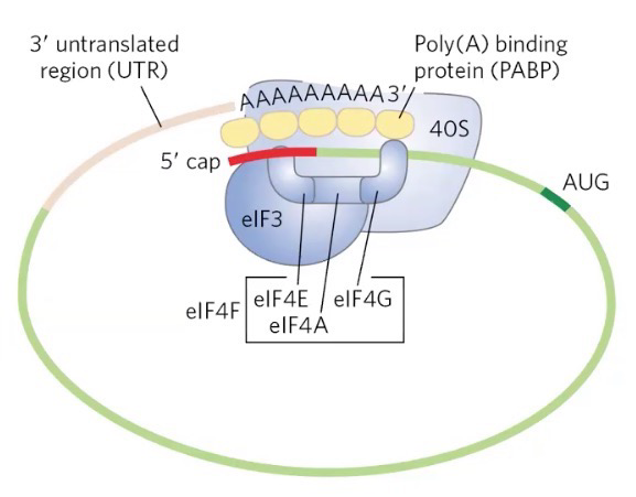 <p>Eukaryotic cells have at least 12 initiation factors: eIF1A is a functional homolog of IF1 and eIF3 to IF3</p><p><strong>eIF4F complex</strong> binds to<strong> mRNA 5’ cap</strong>; Mediates interaction with preinitiation complex; binds to <strong>poly(A) binding protein (PABP)</strong>, circularizing mRNA; facilitates regulation of gene expression</p>