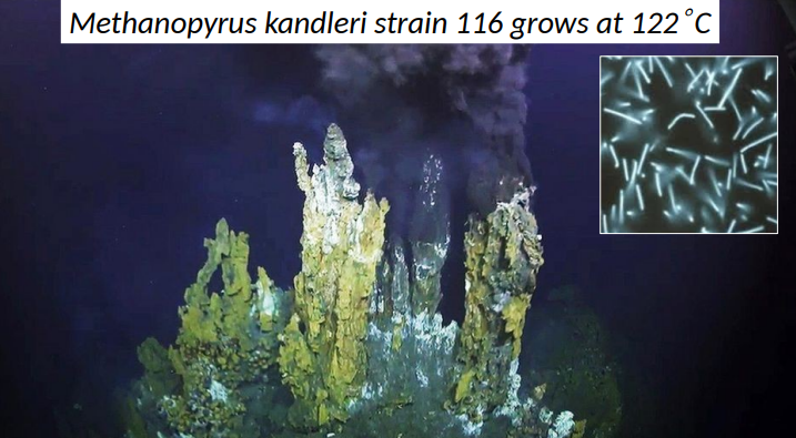 <p>Methanopyrus kandleri strain 116 grows at 122 C</p>