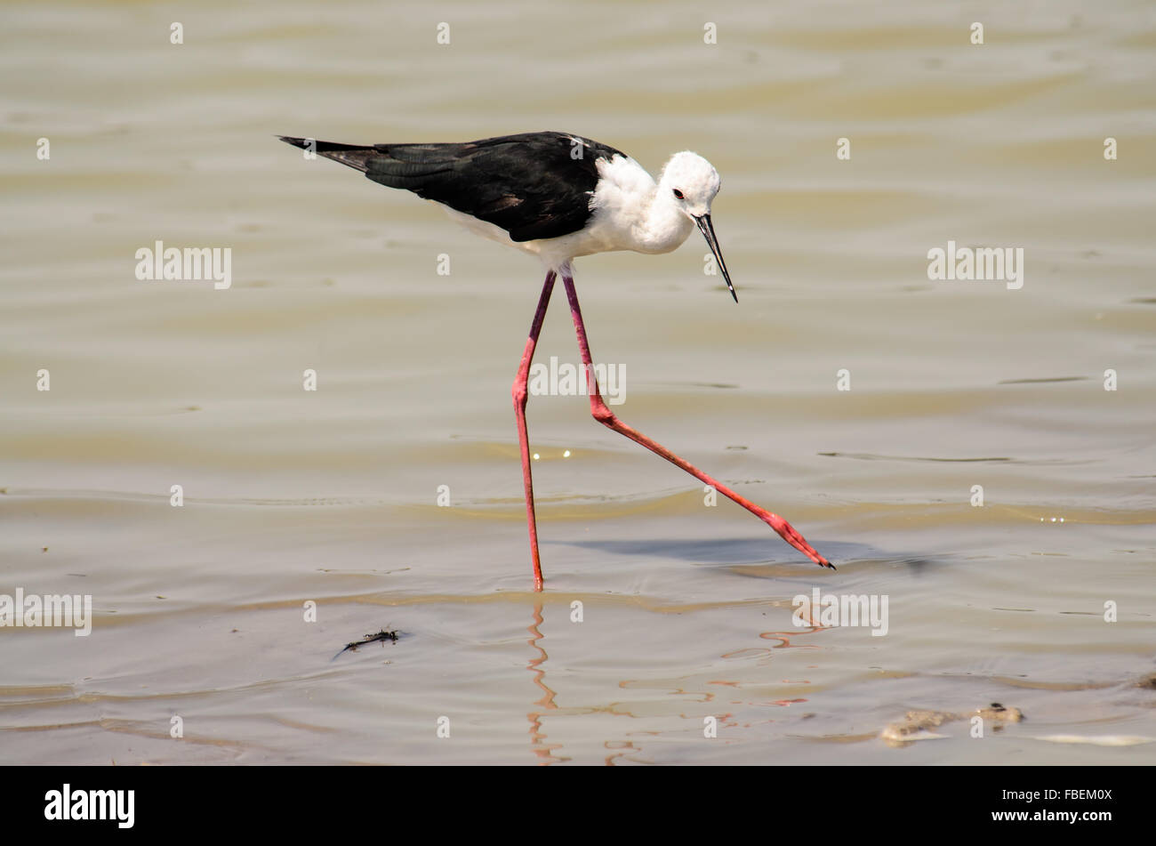 <p>What kind of inherited traits do birds have in the wetlands?</p>