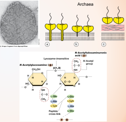 <p>-S-layer: protein coat that surroundsmost archaea (some bacteria do have in addition to peptidoglycan)</p><p>-Pseudomurein: alternating N-acetylglucosamine (also in peptidoglycan) and N-acetyltalosaminuronic acid (different, replaces N-acetylmuramic acid)</p><p>-β-1,3 glycosidic bonds instead of β-1,4</p><p>-Amino acids all l-stereoisomer</p><p>-Cannot be destroyed by lysozyme and penicillin</p>