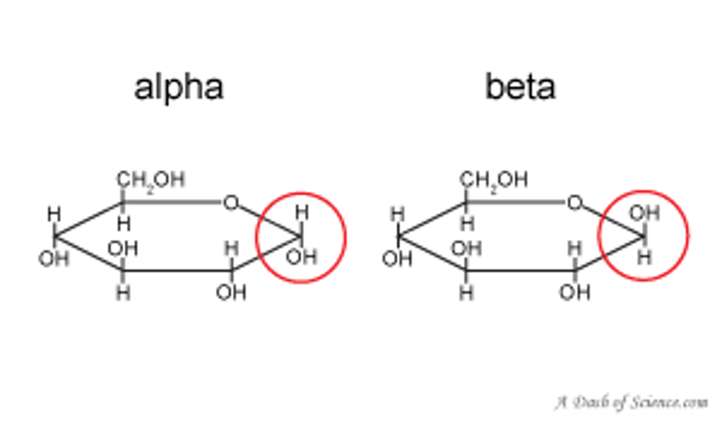 <p>alpha glucose and beta glucose, alpha glucose hydroxyl group on carbon 1 goes down and on beta glucose it goes up</p>