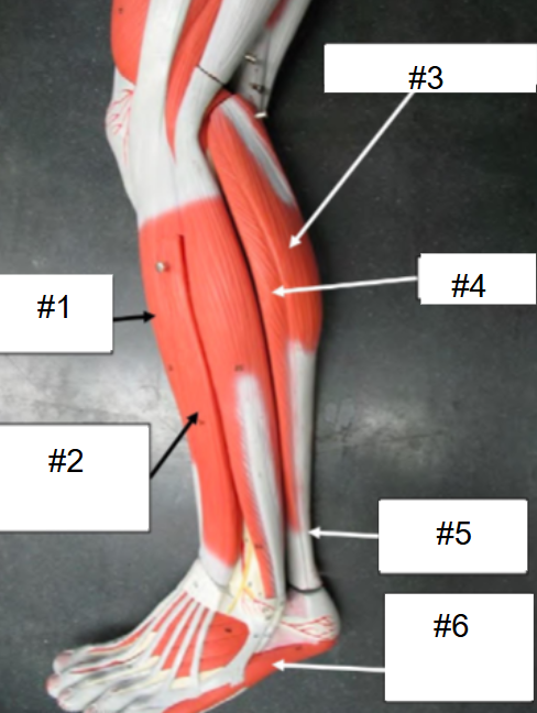 <p>What is #4? (Calf, lateral view)</p>