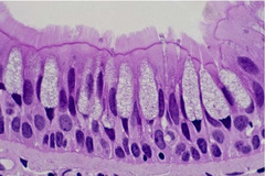 <p>Identify Tissue</p>