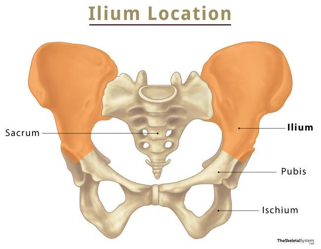 <p>What bone is this?</p>