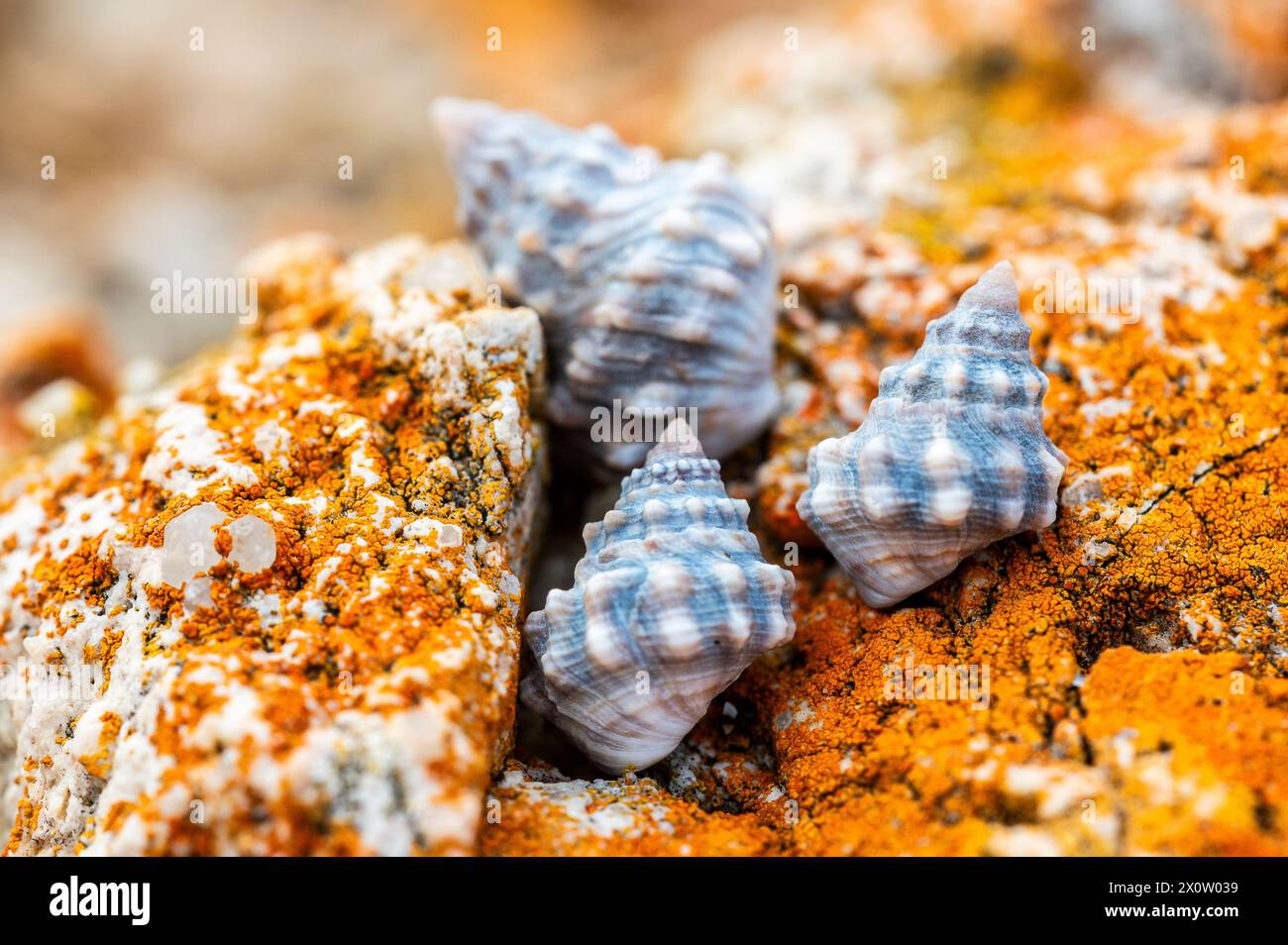 <ul><li><p><span>Periwinkles are commonly found on rocky shores, stones, pilings, and occasionally mud flats, primarily in the higher and middle intertidal zones</span></p></li><li><p><span>Periwinkles are mainly herbivorous, feeding on algae by scraping it with their radula, a tongue-like structure with tiny teeth</span></p></li><li><p><span>they may also consume small invertebrates such as barnacle larvae</span></p></li><li><p><span>releases embryos in transparent, saucer-shaped egg cases, which develop into free-swimming veliger larvae</span></p></li></ul><p></p>