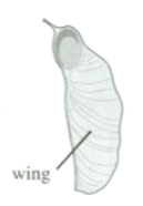 <p>winged fruit containing a seed</p>