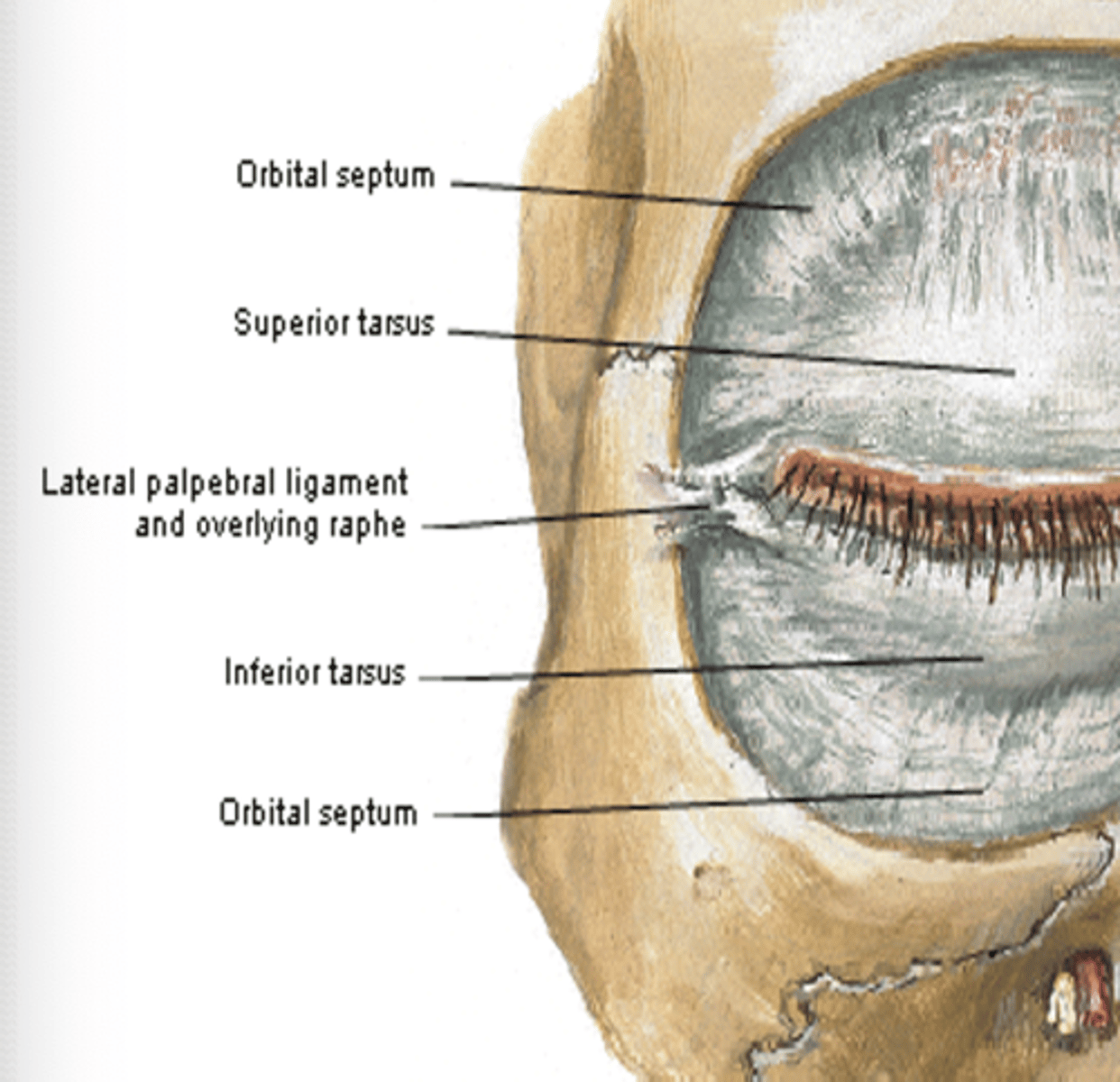 <p>What is the function of the lateral palpebral ligament?</p>