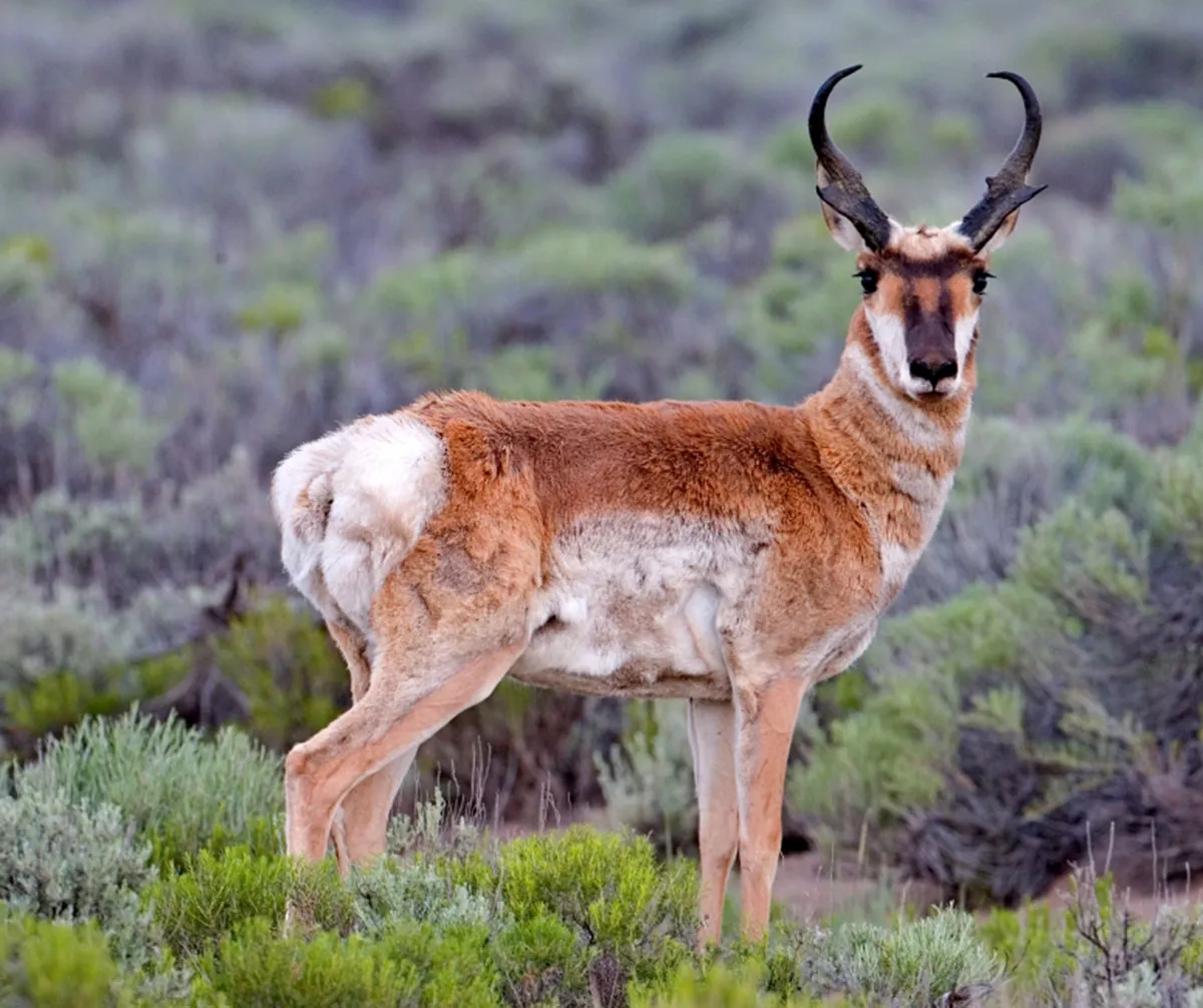 <p>Pronghorn</p>