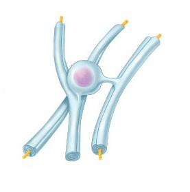 <p>Identify the type of glial cell shown</p>