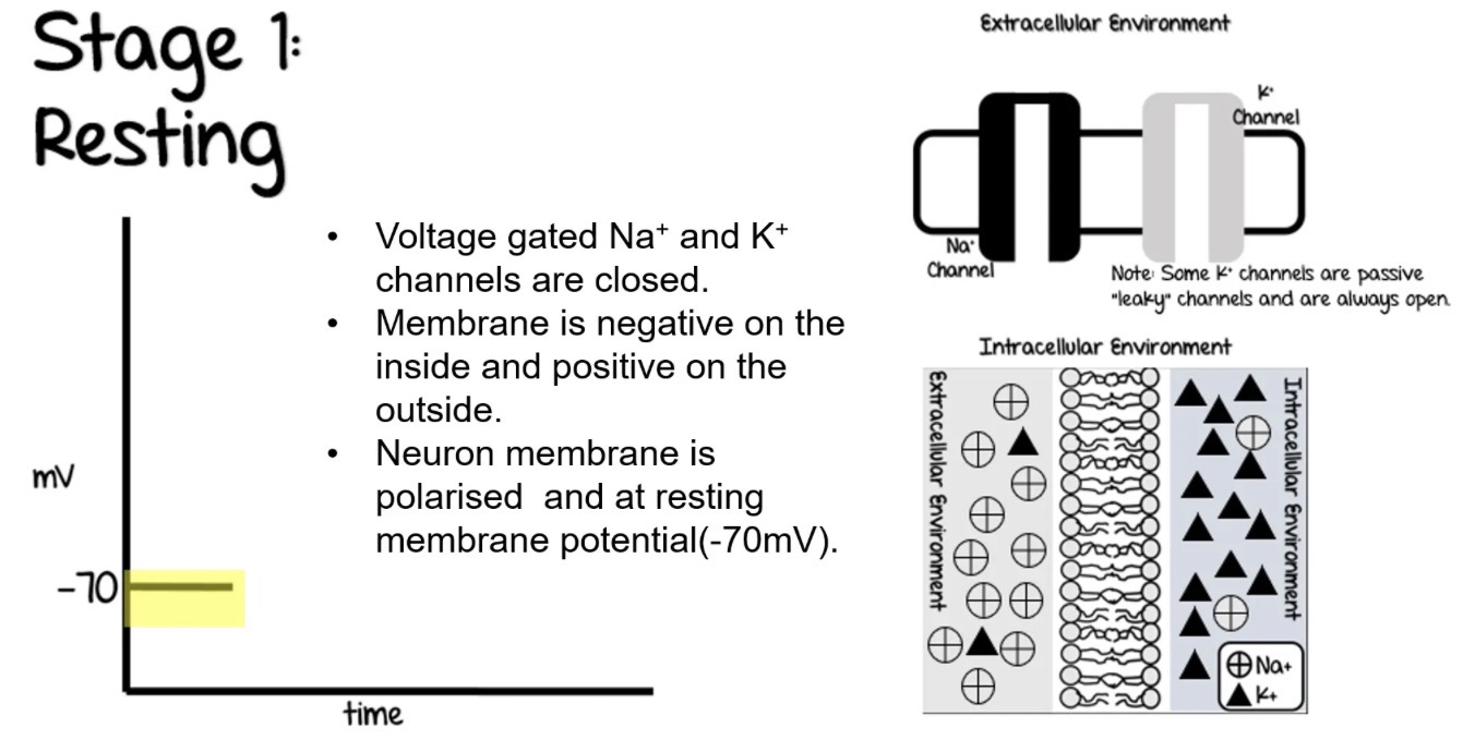 <ul><li><p>Voltage gated Na+ and K+ channels are closed. </p></li><li><p>Membrane is negative on the inside and positive on the outside. </p></li><li><p>Neuron membrane is polarised and at resting membrane potential(-70mV).</p></li></ul><p></p>