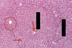 <p>-in liver</p>