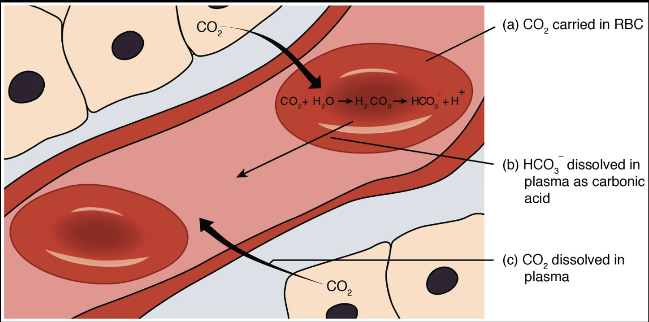 <p><span> transport of oxygen and carbon dioxide between the lungs and tissues</span></p><ul><li><p>Blood carries gases:</p><ul><li><p>O₂ → from lungs to tissues</p></li><li><p>CO₂ → from tissues back to lungs</p></li><li><p>Blood = <strong>delivery + pickup system</strong></p><ul><li><p><strong>Delivers O₂</strong></p></li><li><p><strong>Picks up CO₂</strong></p></li></ul></li></ul></li></ul><p><span data-name="point_right" data-type="emoji">👉</span> Think: <strong>delivery system</strong></p>